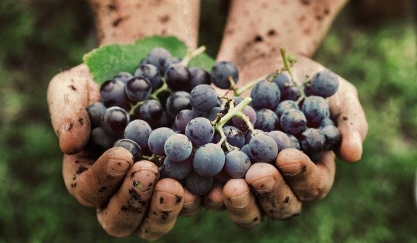 La Vendange - de druivenoogst bij een wijnboer thuis